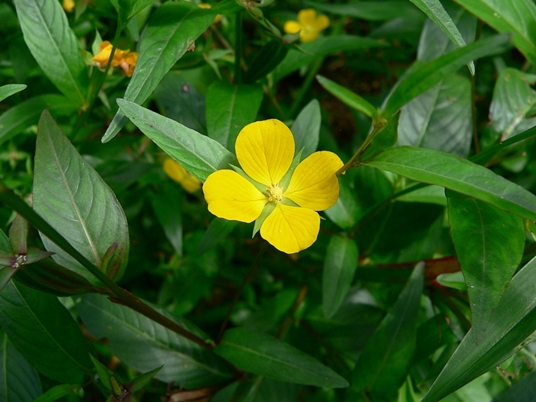 {Ludwigia decurrens}